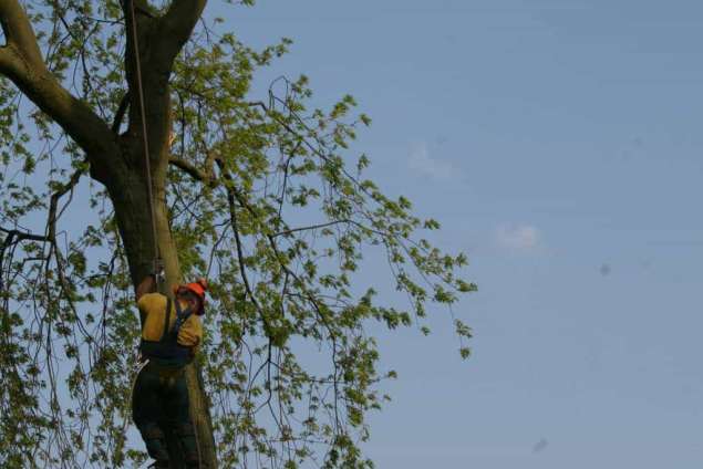 Ittervoort boom rooien